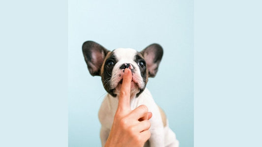 Person quieting a dog 